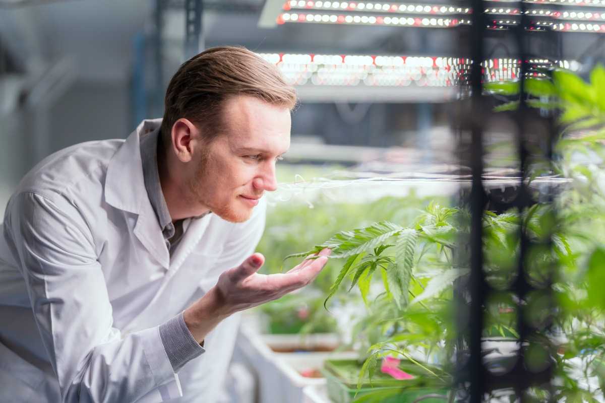 First-Year Trajectories of Medical Cannabis Use Among Adults Taking Opioids for Chronic Pain: An Observational Cohort Study